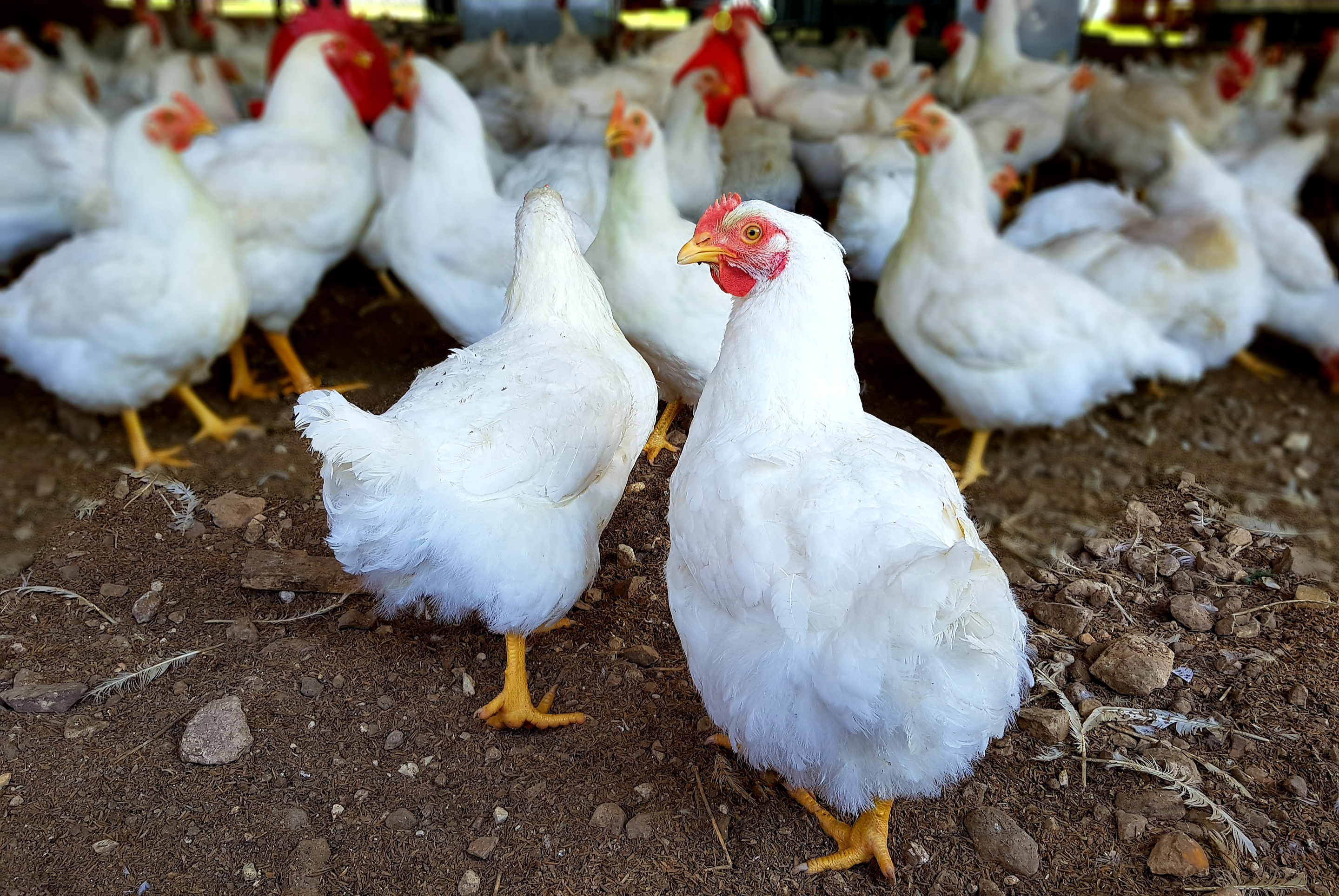 Disponibilidad de nutrientes de la dieta en pollos